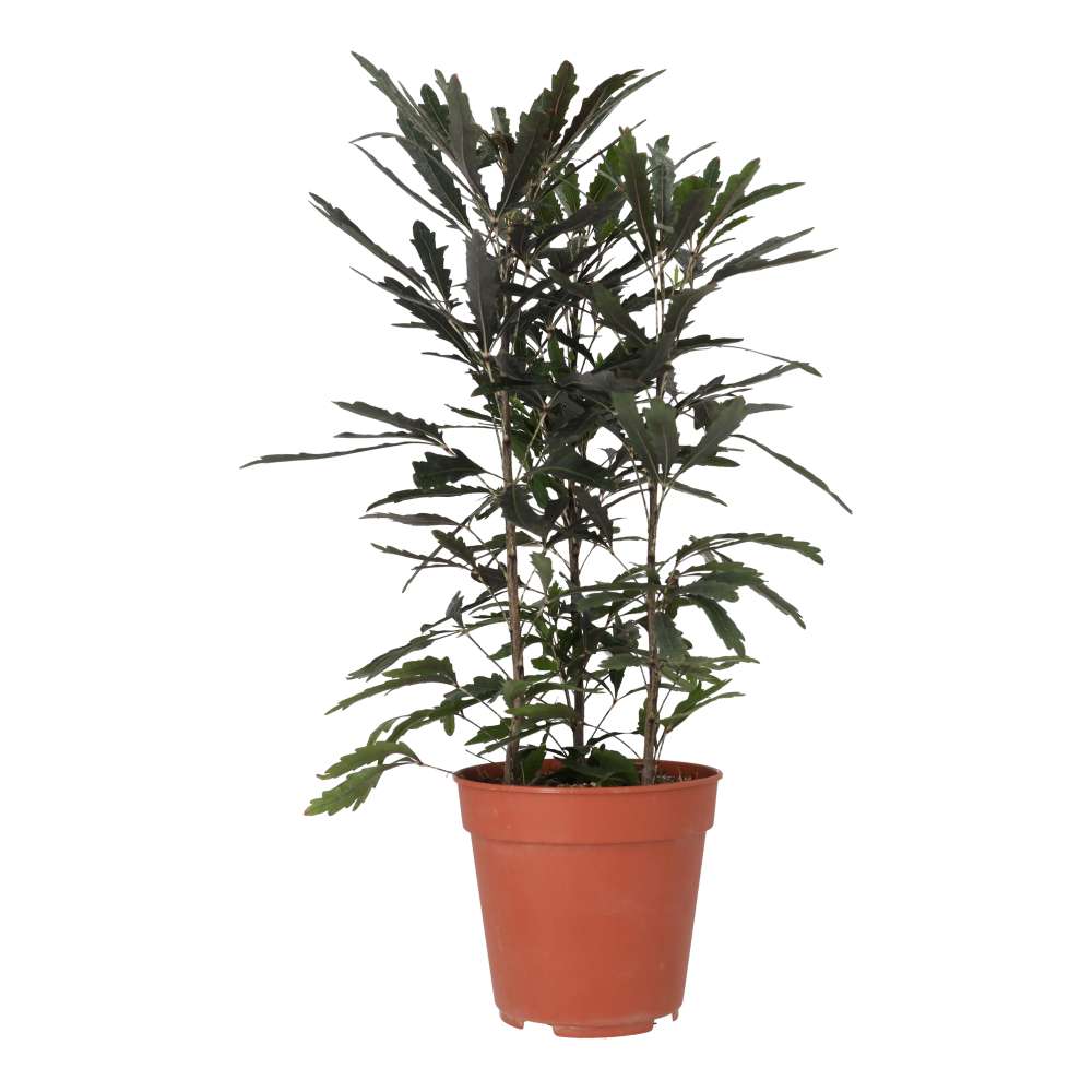 PR Live plant. Umbrella Tree 'Variegated' (Large)