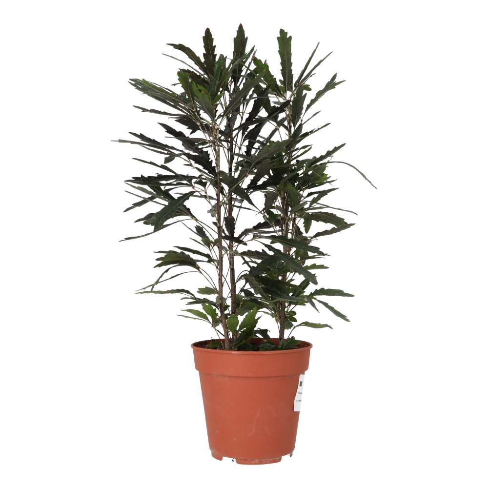 PR Live plant. Umbrella Tree 'Variegated' (Large)