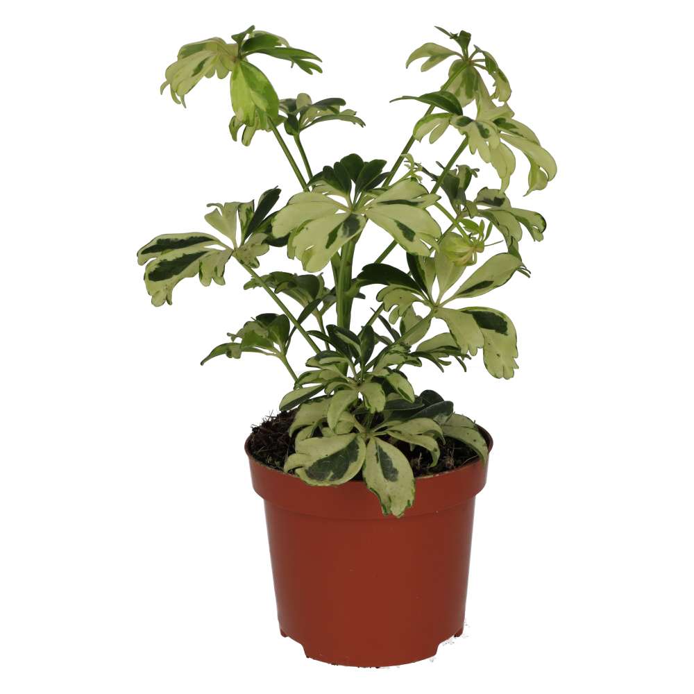 PR Live plant. Umbrella Tree 'Variegated' (Medium)