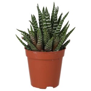 PR Live Plant. Zebra Plant (Small)