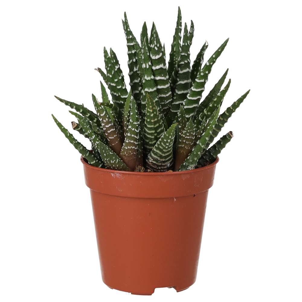 PR Live Plant. Zebra Plant (Small)