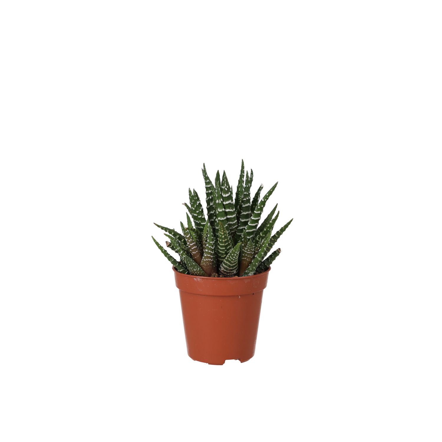 PR Live Plant. Zebra Plant (Small)