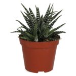PR Live plant. Zebra Plant (Medium)