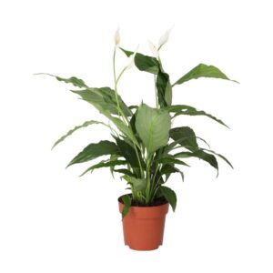 PR Live plant. Peace Lily (Medium)