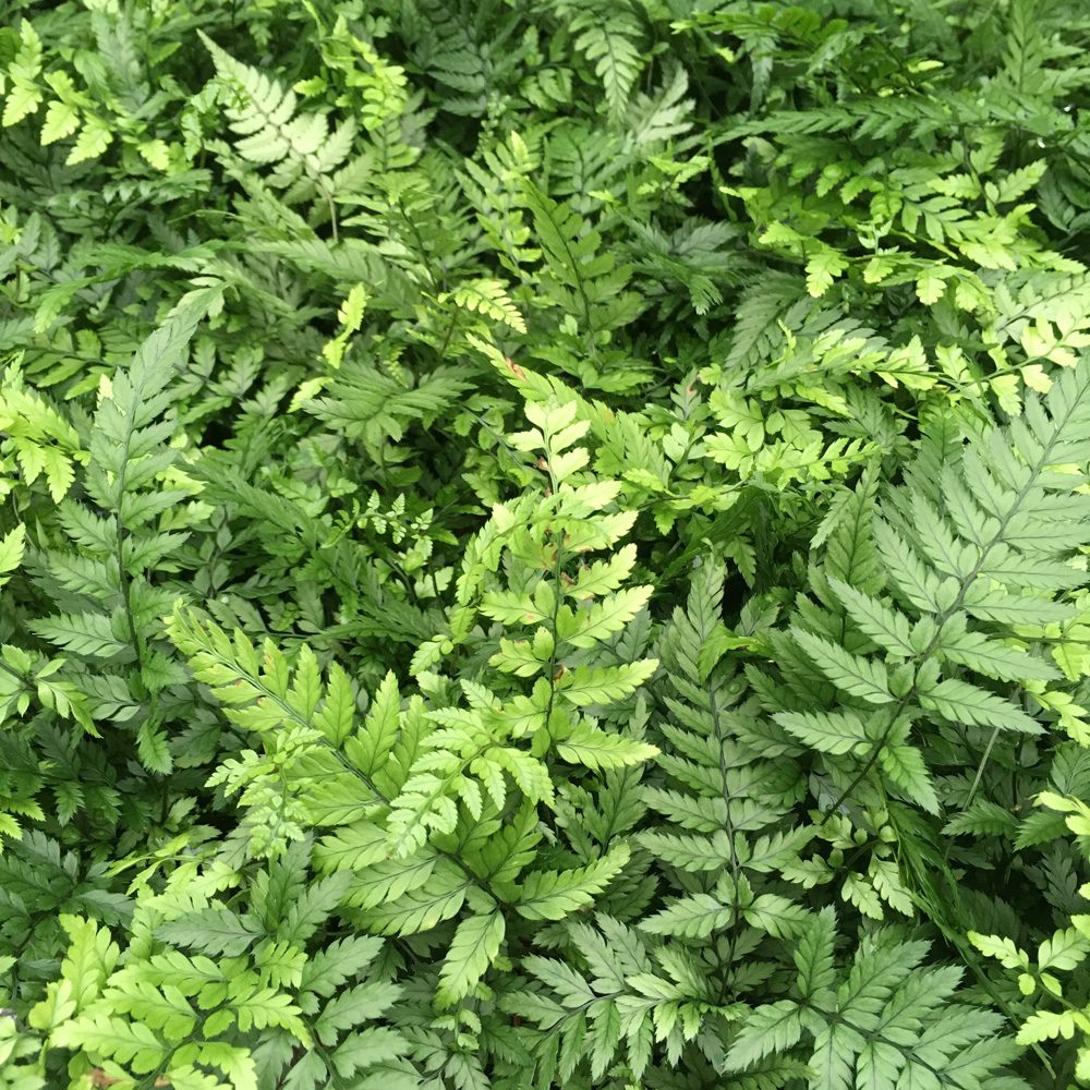 PR Live Plant. Lady Fern (Medium)