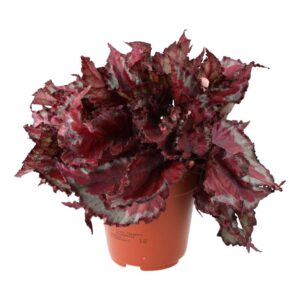 PR Live plant. Begonia (Large)