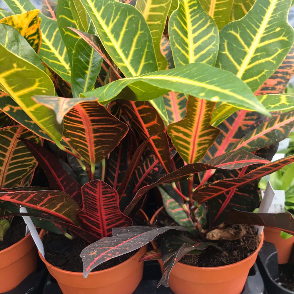 PR Live Plant. Garden Croton 'Petra' (Large)