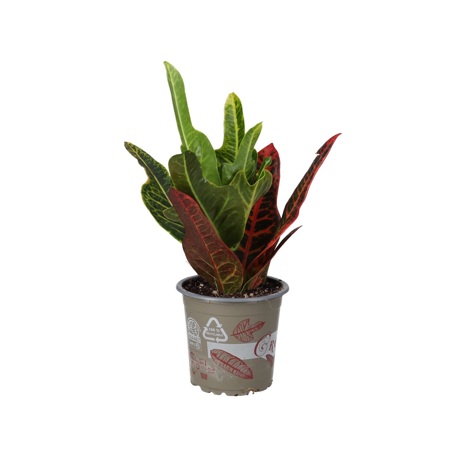 PR Live Plant. Garden Croton 'Petra' (Medium)