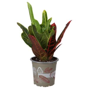 PR Live Plant. Garden Croton 'Petra' (Medium)