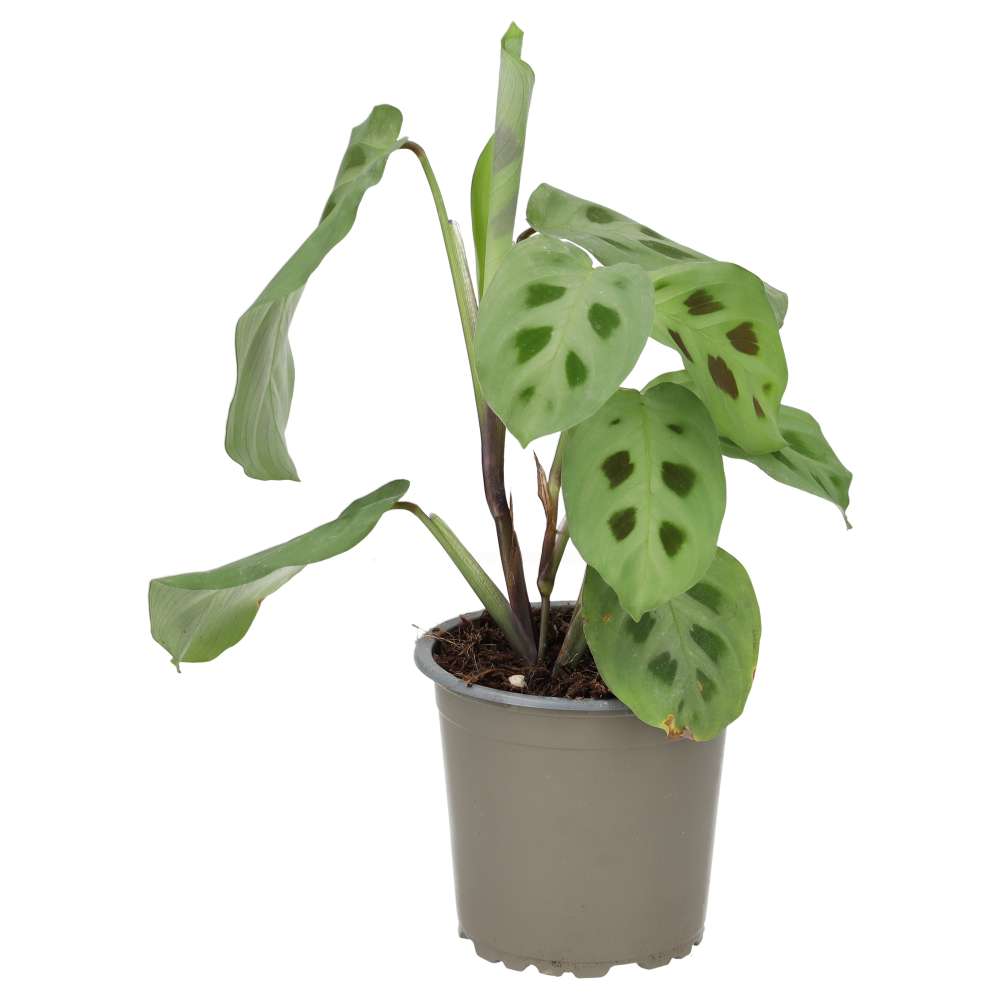 PR Live plant. Prayer Plant (Medium)
