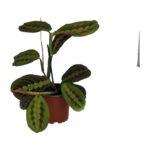PR Live plant. Prayer Plant 'Tricolour' (Large)