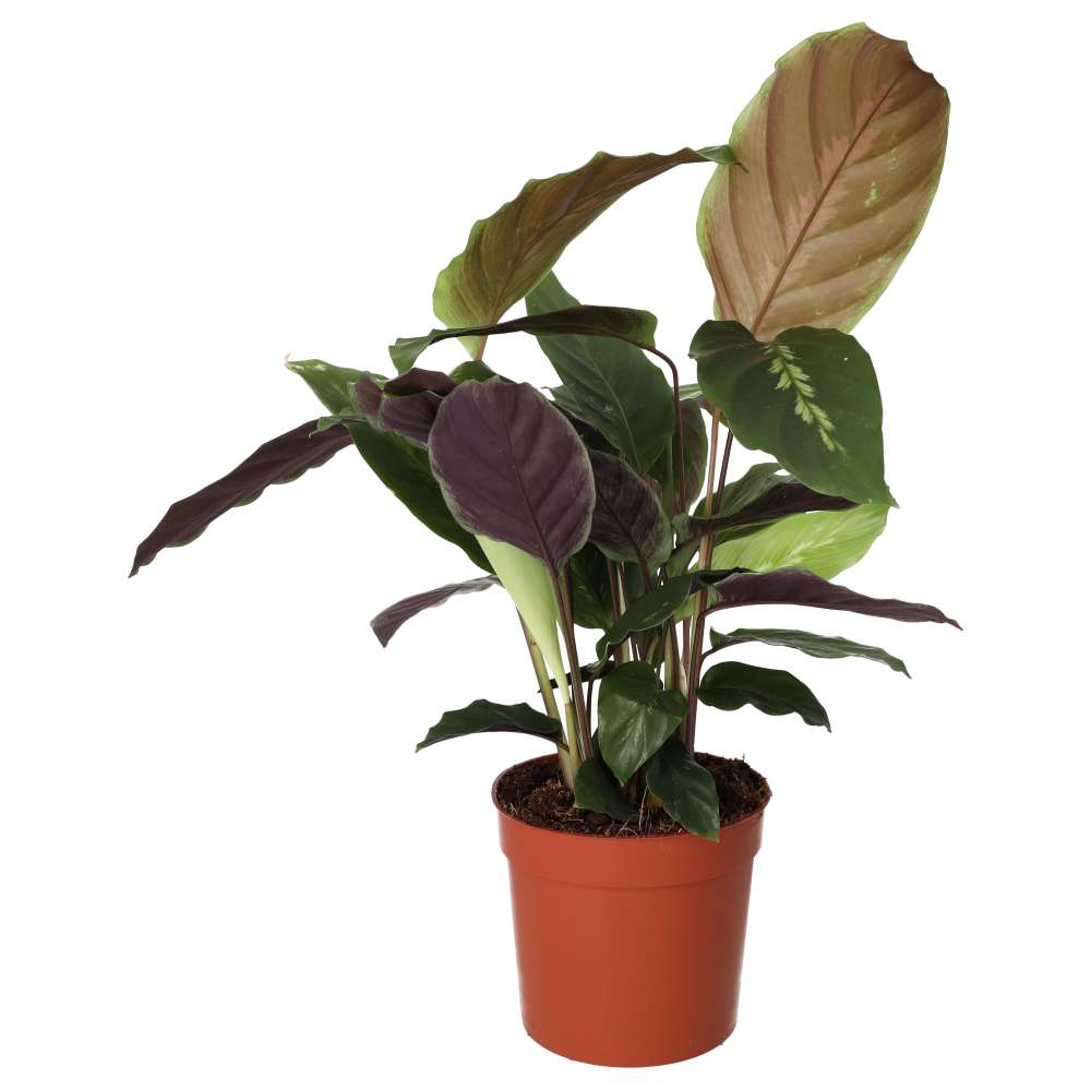 PR Live plant. Calathea Prayer Plant (Large)