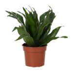 PR Live plant. Calathea Prayer Plant (Medium)
