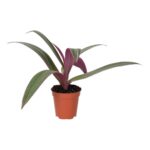 PR Live Plant. Moses-in-the-cradle (Small)