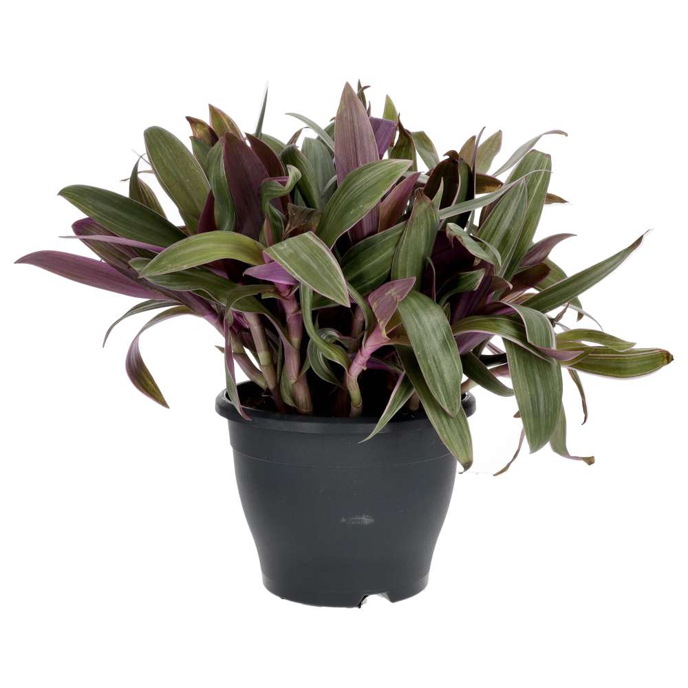 PR Live Plant. Moses-in-the-cradle (X Large)