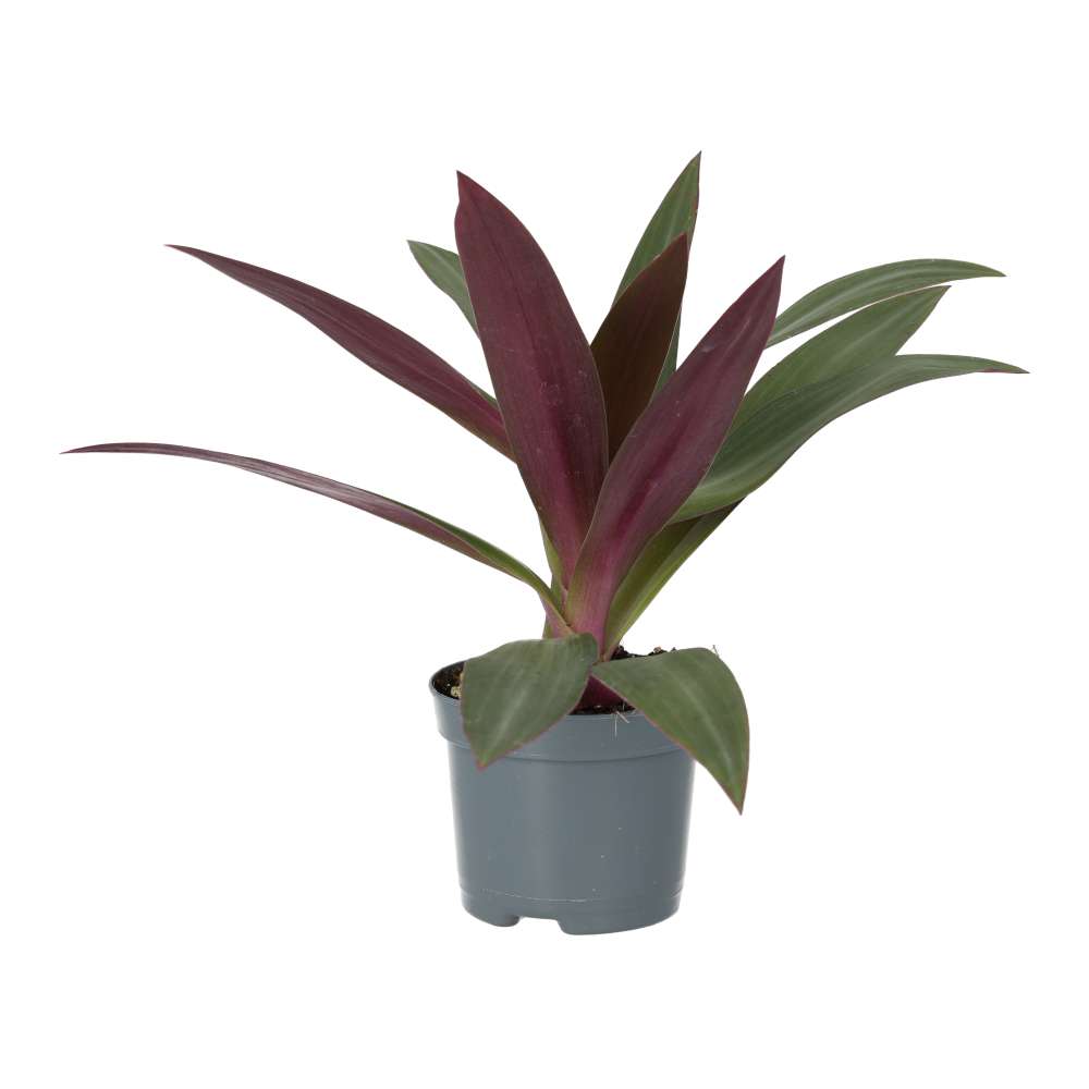 PR Live Plant. Moses-in-the-cradle (Medium)