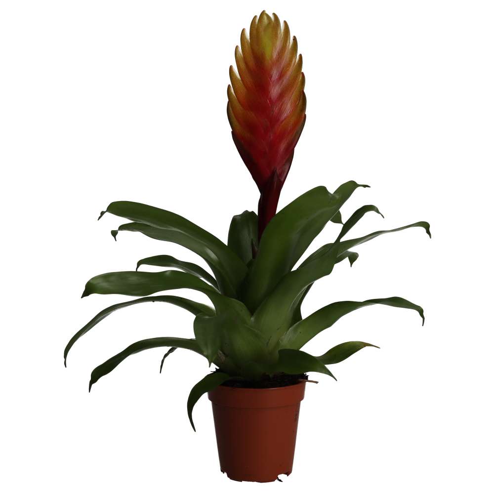 PR Live plant. Orange Spike Bromeliad (Small)