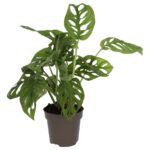 PR Live plant. Monkey Mask Plant (Large)