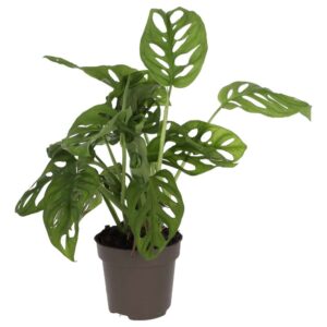 PR Live plant. Monkey Mask Plant (Large)