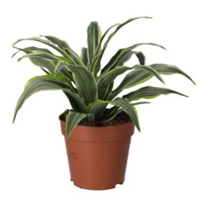 PR Live plant. Dragon Plant (Large)
