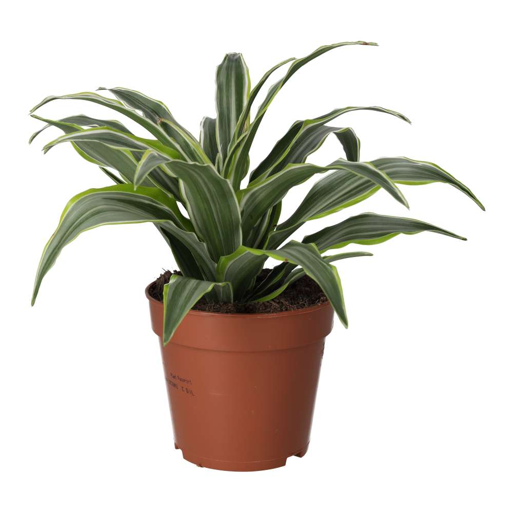 PR Live plant. Dragon Plant (Large)