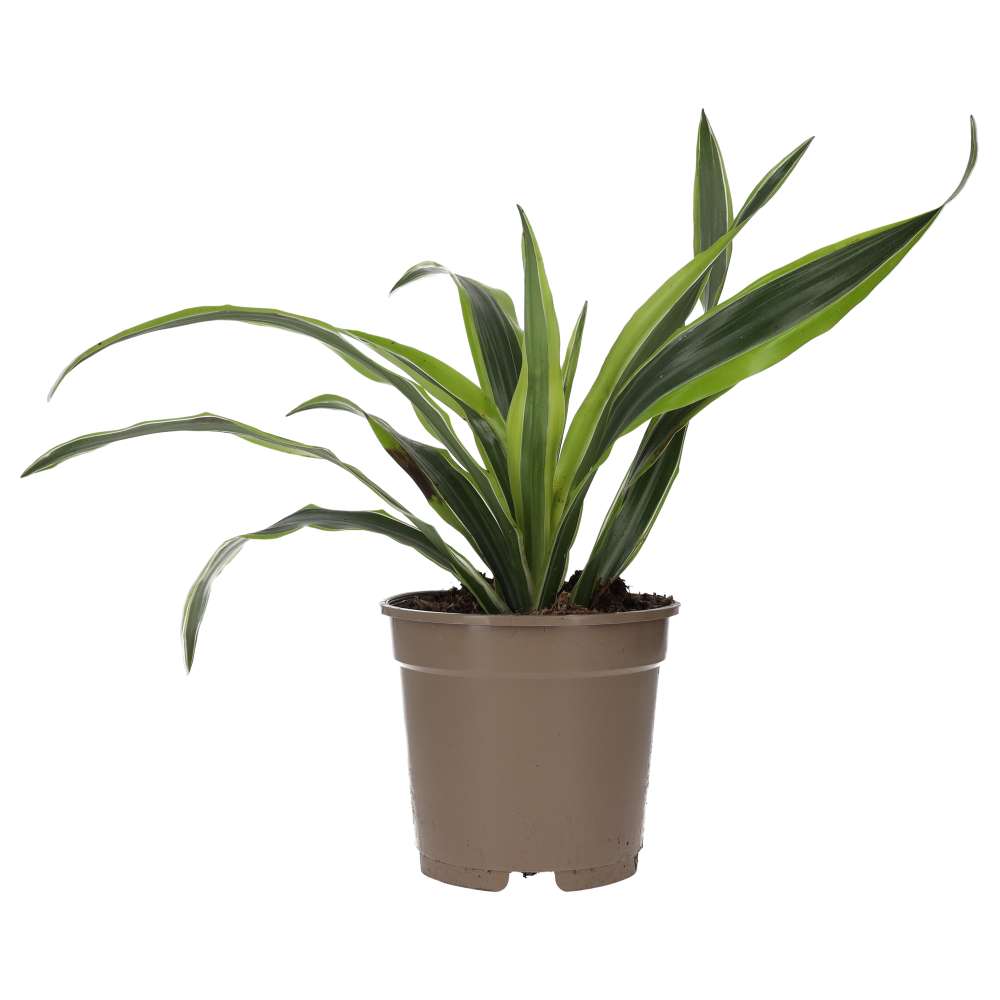 PR Live plant. Dragon Plant (X Large)