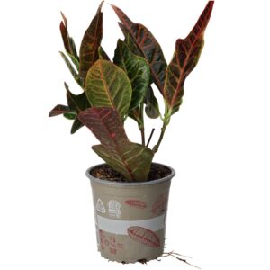 PR Live plant. Garden Croton 'Nervia' (Large)
