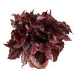 PR Live plant. Begonia mix (Large)