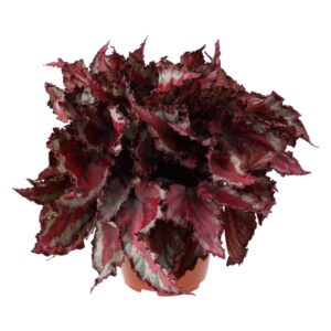 PR Live plant. Begonia mix (Large)