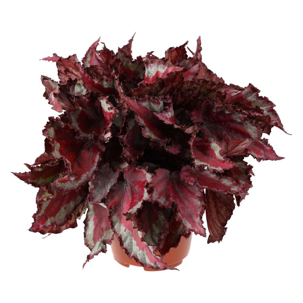 PR Live plant. Begonia mix (Large)