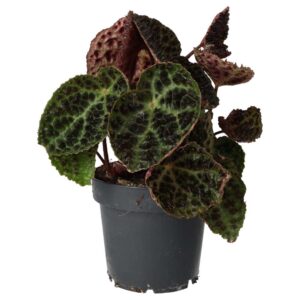 PR Live plant. Begonia ferox (Large)