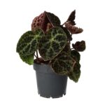 PR Live plant. Begonia ferox (Large)