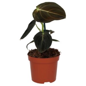 PR Live plant. Philodendron melanochrysum (Medium)