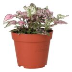 PR Live plant. Polka Dot plant (Medium)