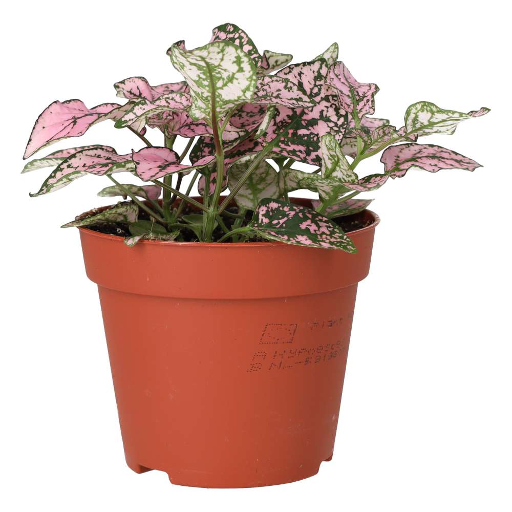 PR Live plant. Polka Dot plant (Medium)