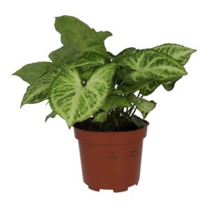 PR Live plant. Arrowhead Vine 'Arrow' (Large)