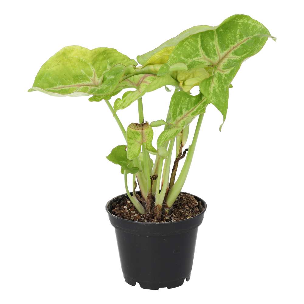 PR Live plant. Arrowhead Vine 'Arrow' (Medium)