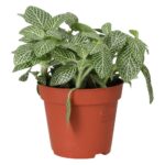 PR Live plant. Nerve Plant (Medium)