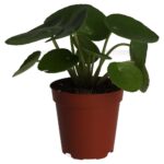 PR Live plant. Chinese Money Plant (Medium)