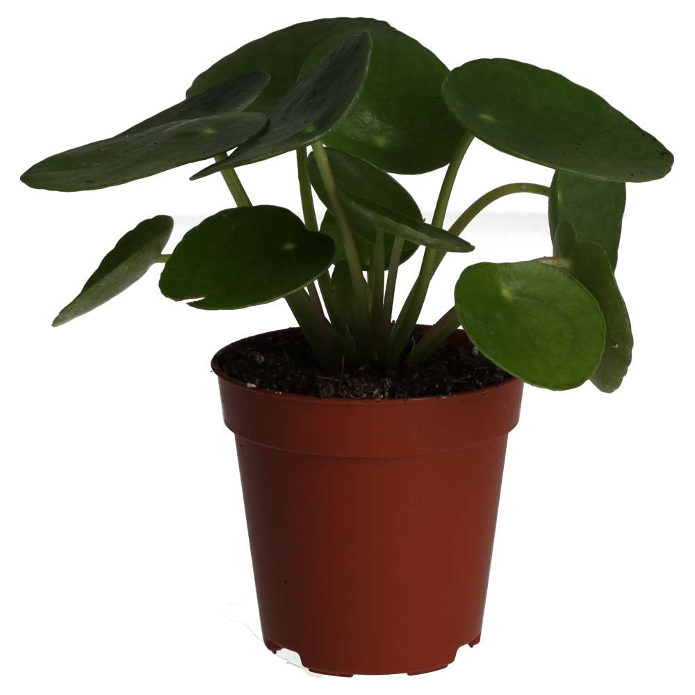 PR Live plant. Chinese Money Plant (Medium)