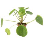 PR Live plant. Chinese Money Plant (Small)