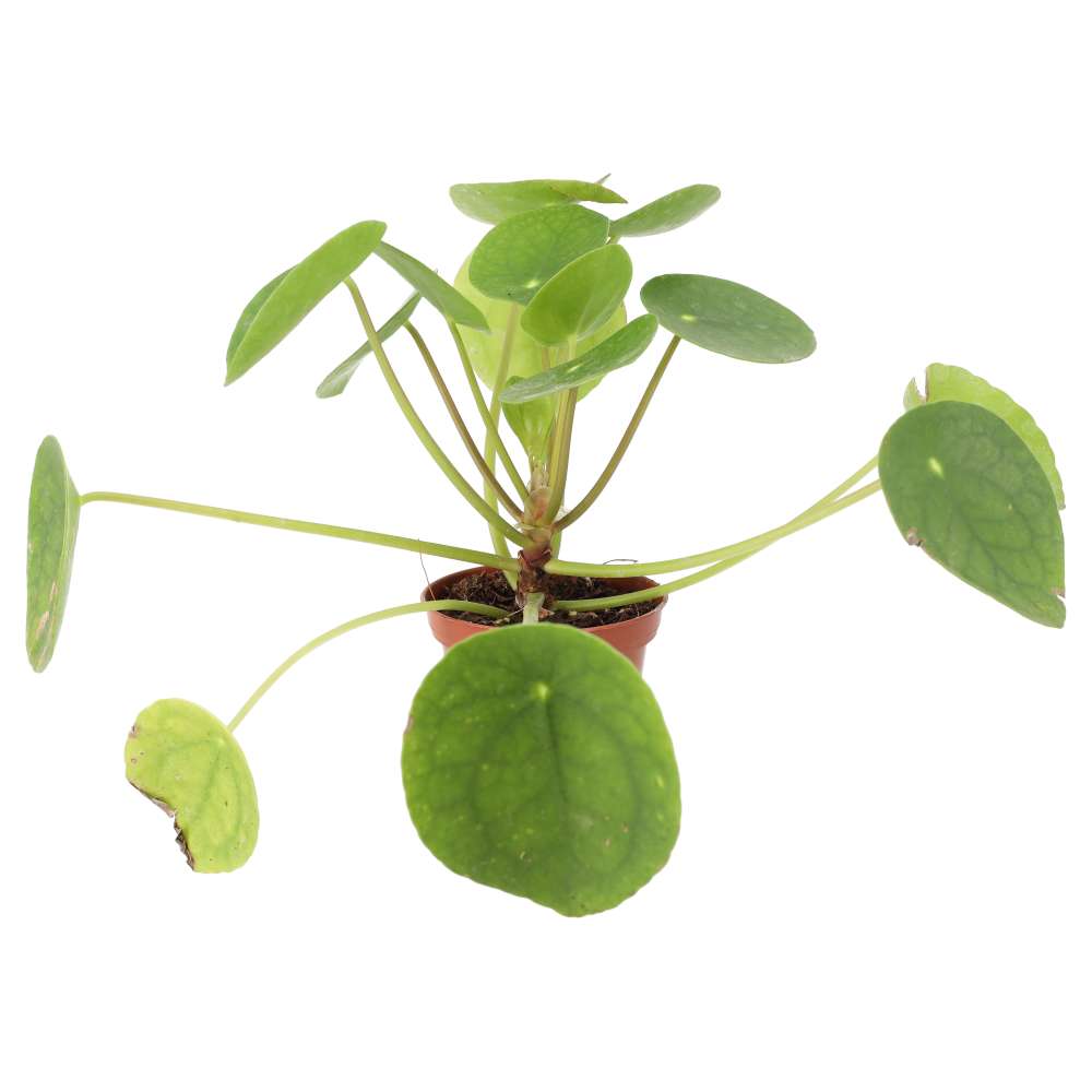PR Live plant. Chinese Money Plant (Small)
