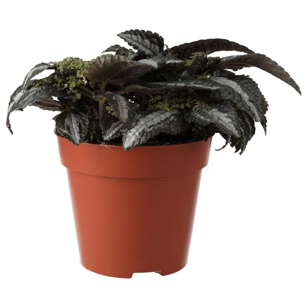 PR Live plant. Friendship Plant (Medium)