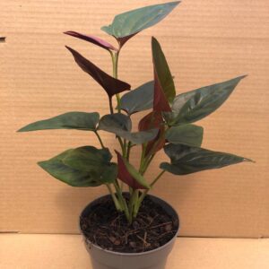 PR Live plant. Arrowhead Vine 'Red Arrow' (Large)