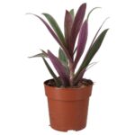 PR Live plant. Moses-in-the-cradle (Large)