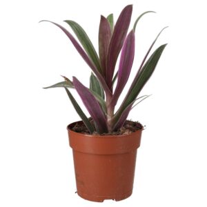 PR Live plant. Moses-in-the-cradle (Large)