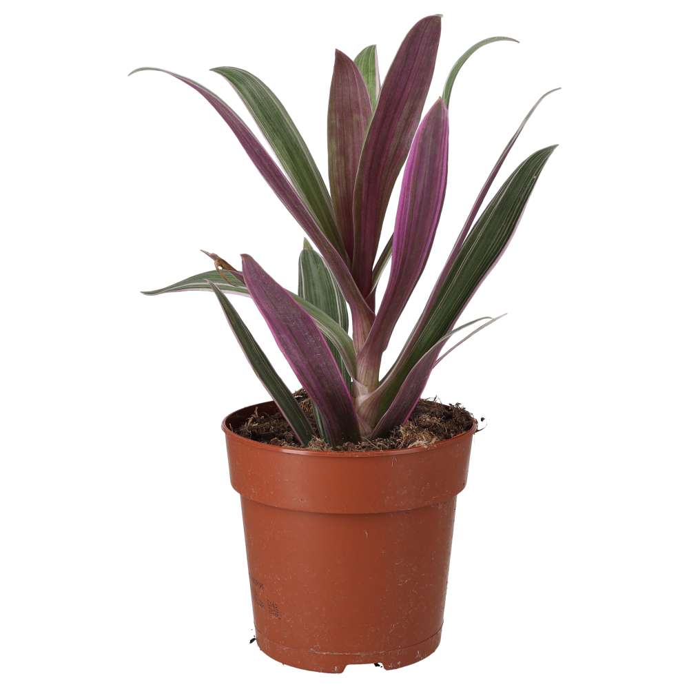 PR Live plant. Moses-in-the-cradle (Large)