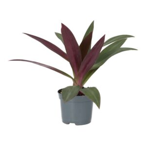 PR Live plant. Moses-in-the-cradle (Medium)