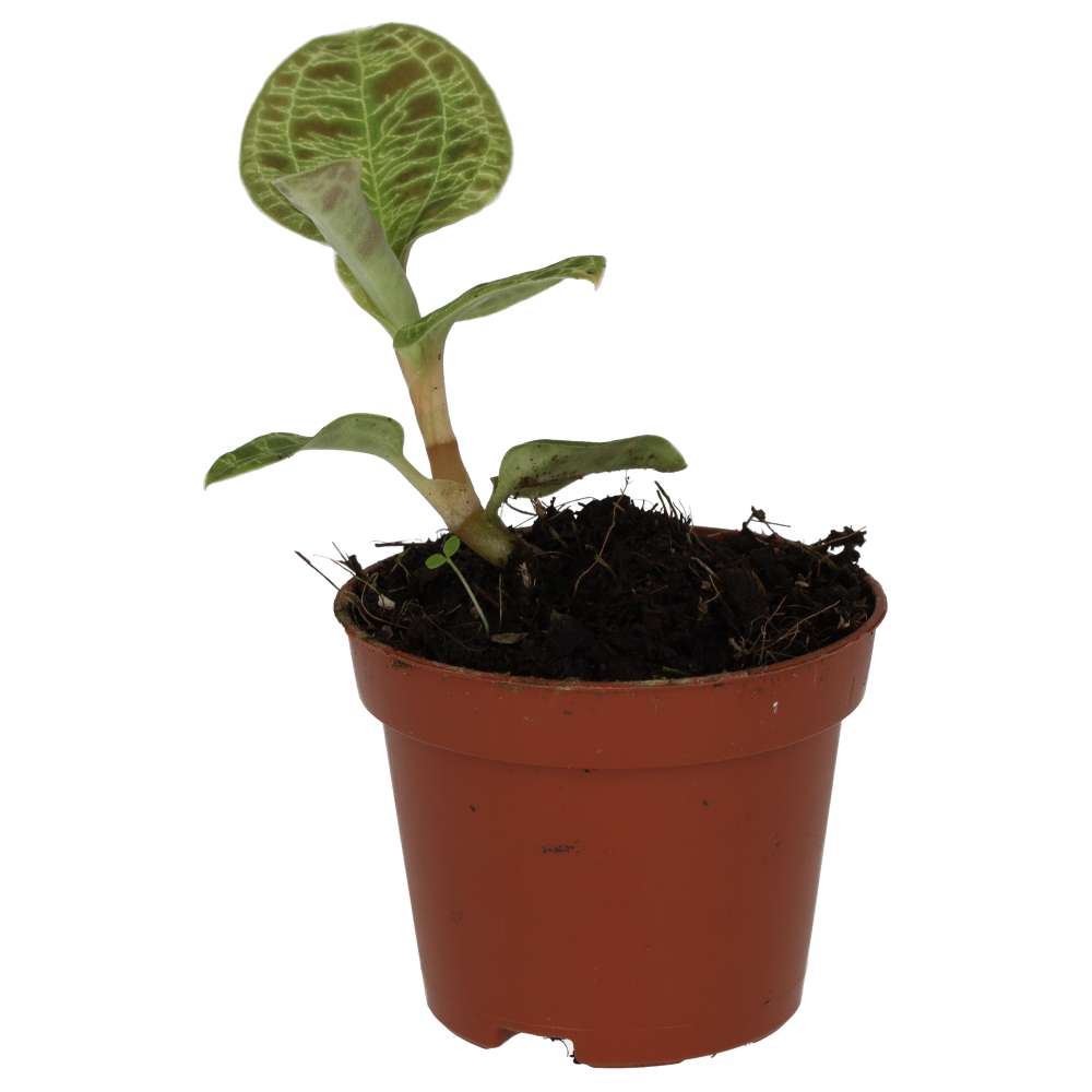 PR Live plant. Fire Sparks Peperomia (Small)