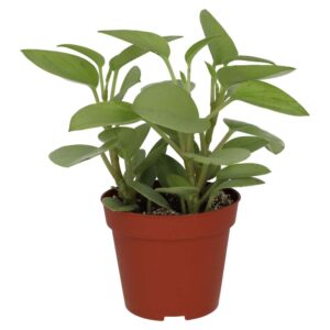 PR Live plant. Pixie Peperomia (Medium)